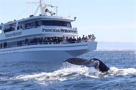 whale watch monterey ca.